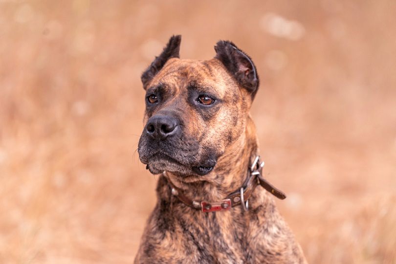 spanish alano dog posing_miguel curiel mena_shutterstock