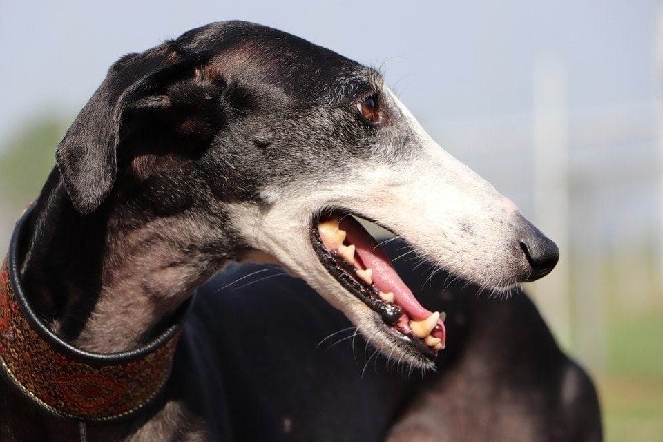 Greyhound