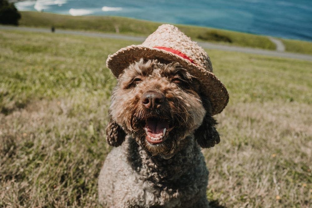 spanish water dog smiling with hat