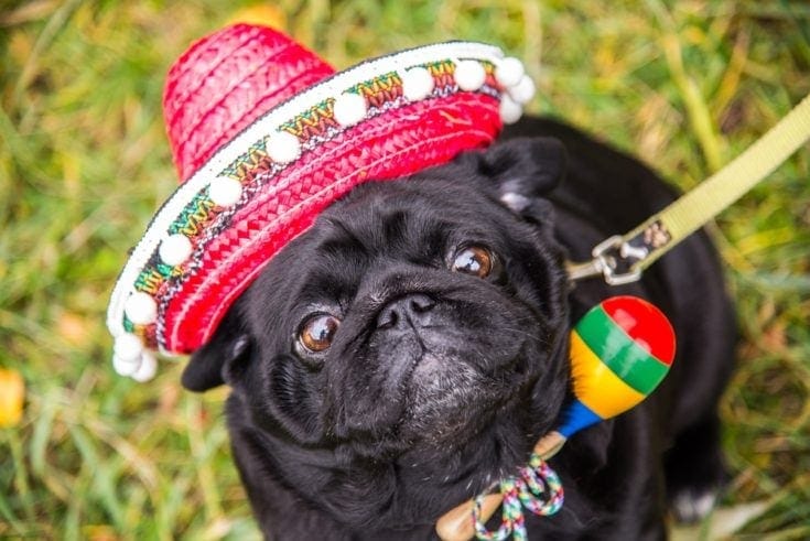 Spanish pug with sombrero