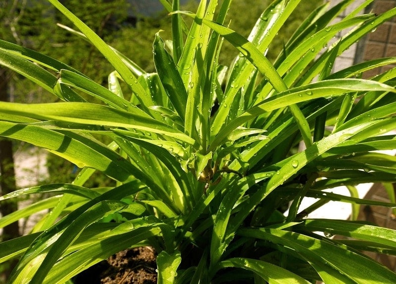 spider plant