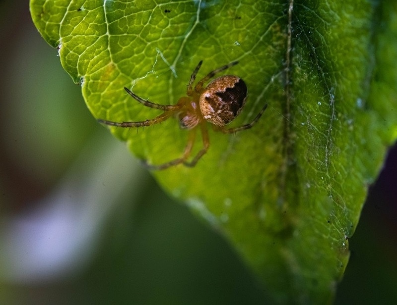 spider on web