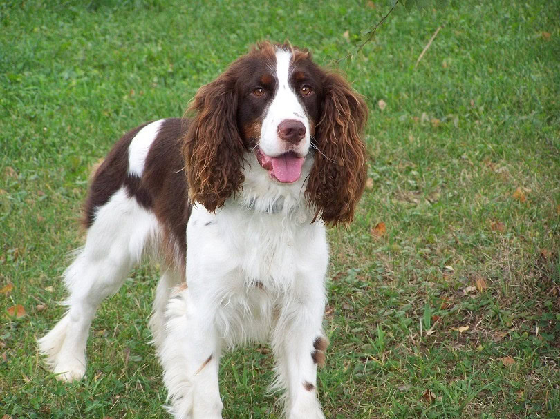 Sprocker Spaniel Dog Breed Info