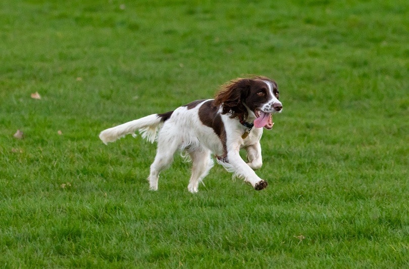 Sprocker Spaniel Dog Breed Info
