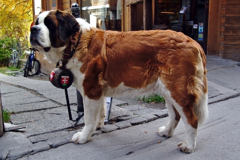 st bernard dog on the streets