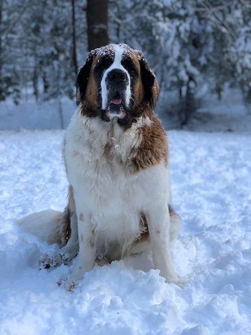 st bernard in snow