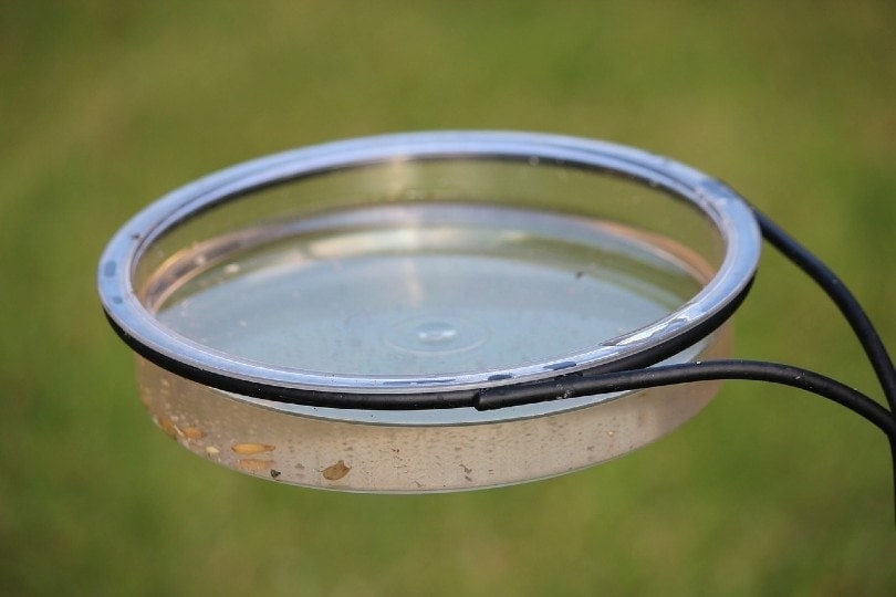 stagnant water in birdbath