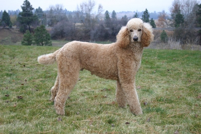 standard poodle standing on grass