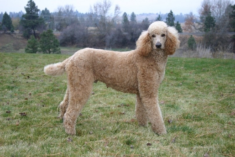 Poodles cost deals