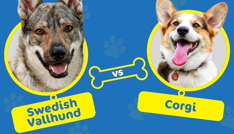 swedish vallhund vs corgi