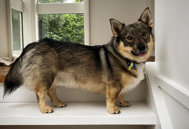 How Long Do Swedish Vallhunds Live? Vet-Reviewed Average Lifespan Data ...