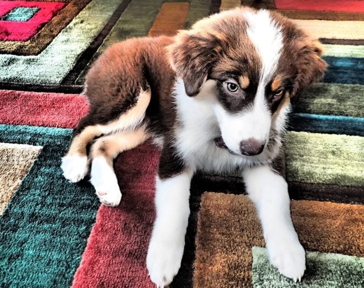 aussie husky puppy