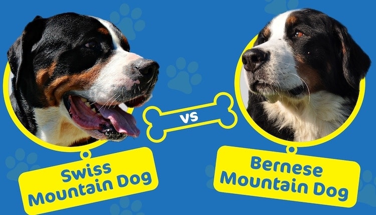 swiss mountain vs bernese mountain