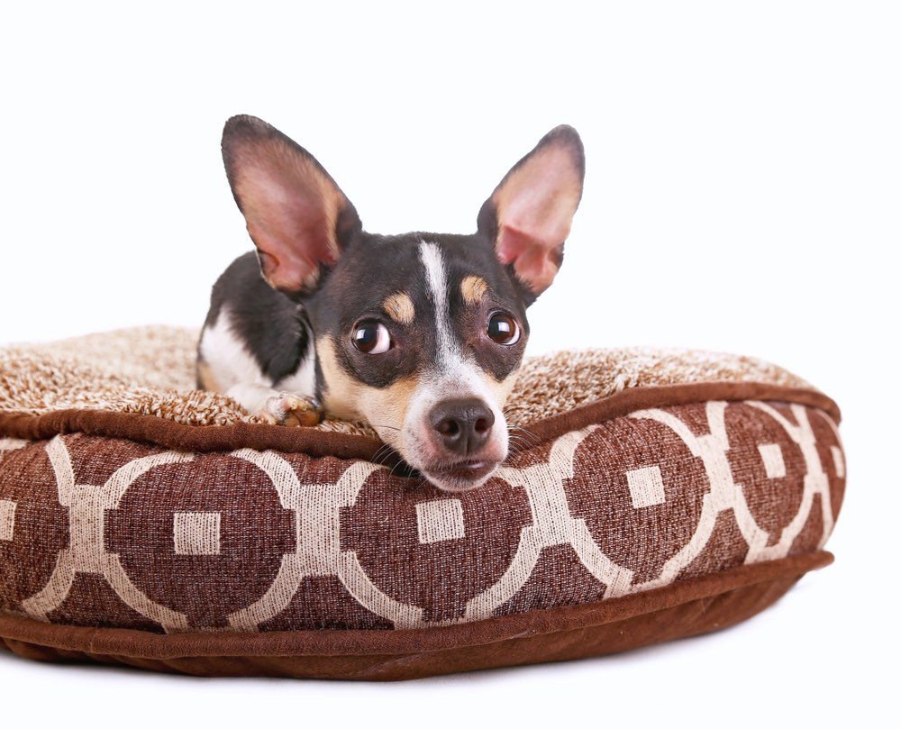 taco terrier on bed chihuahua terrier