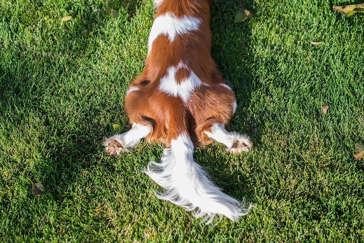 tail of cavalier king charles