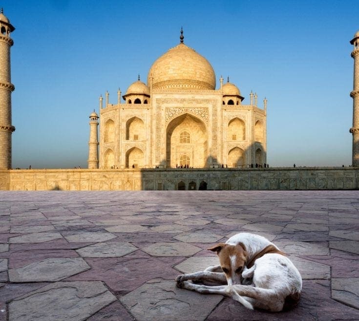 Taj Mahal Dog