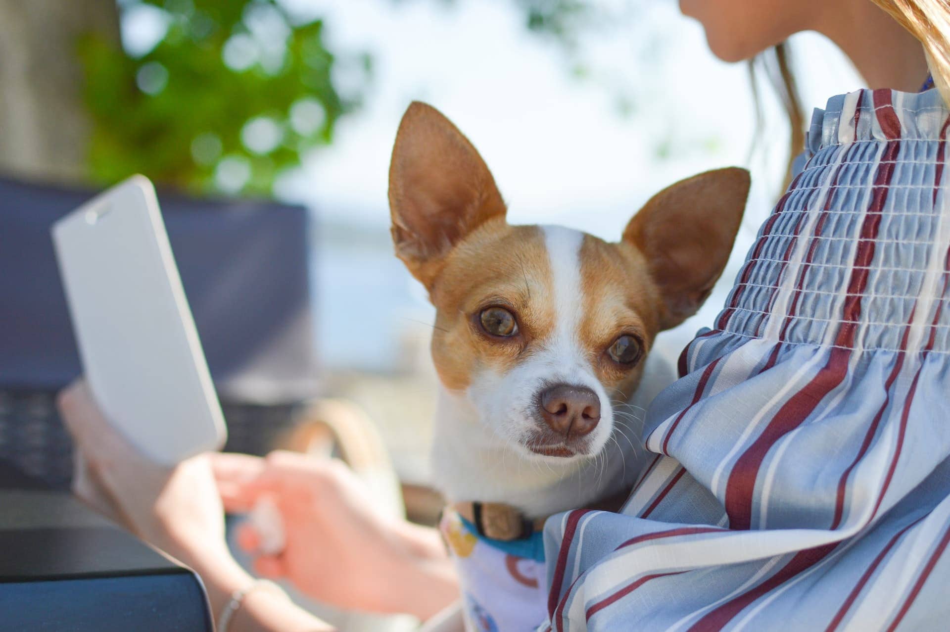 chihuahua