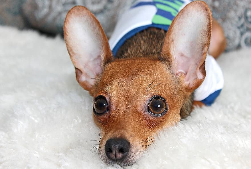 tan deer head chihuahua