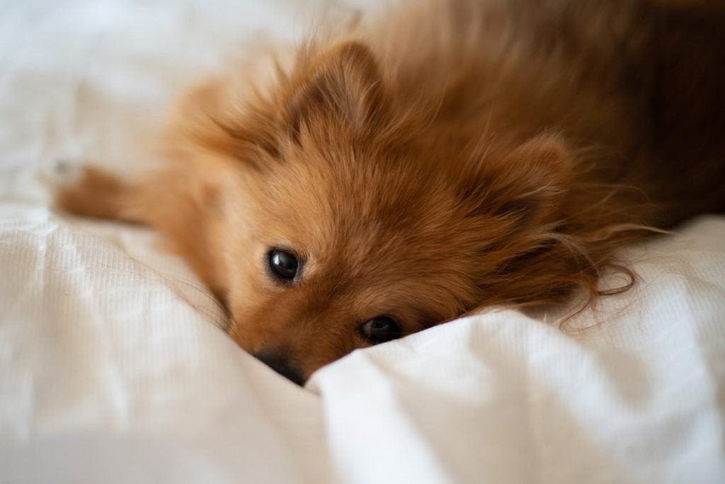tan pomeranian in the bed