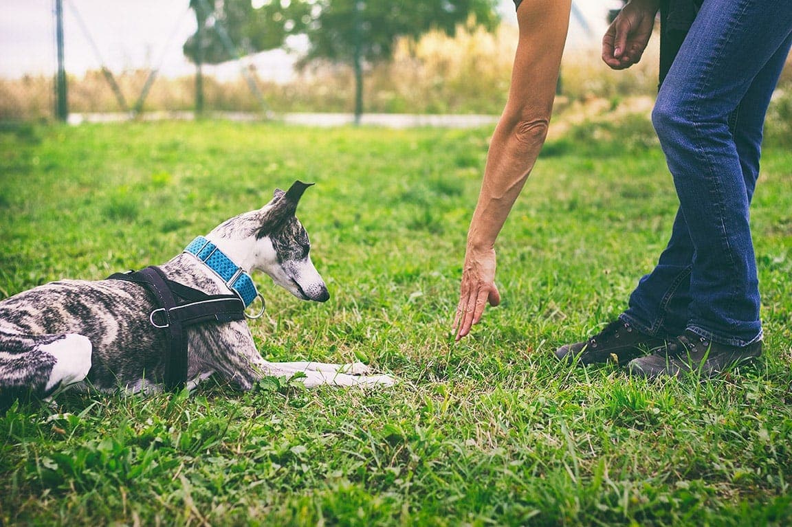 teaching a dog to lie down