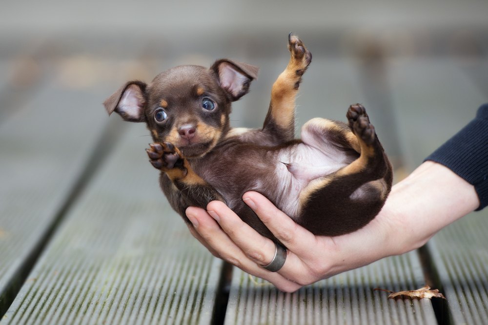 mini teacup dogs