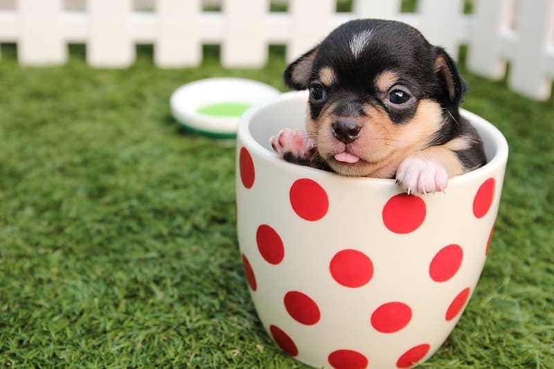 mini teacup dogs