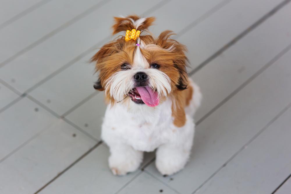 Beyond The Puppy Cut Shih Tzu Hair Styles