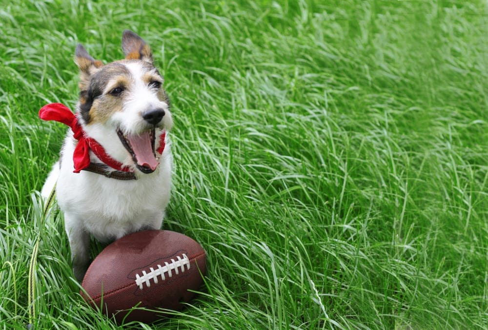 terrier with football names