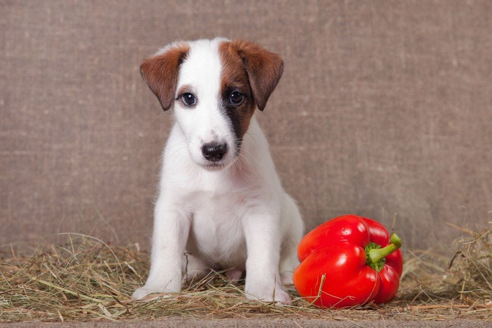 are yellow peppers good for dogs