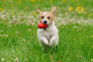 terrier with red kong playing outside