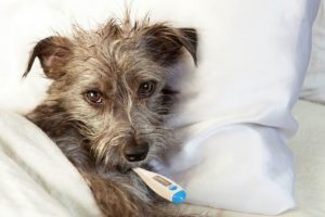 terrier with thermometer