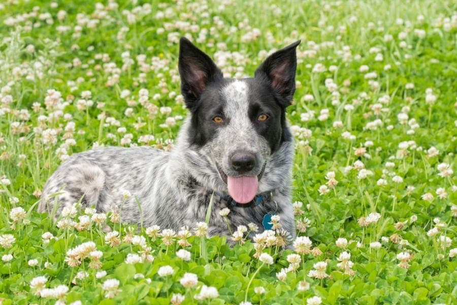 100 Blue Heeler Dog Names: Ideas for Australian Herding Dogs