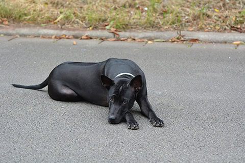Black Ridgeback Dog