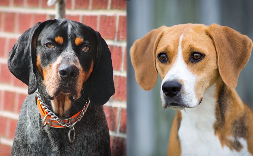 the parent breeds of Bluetick Coonhound Harrier