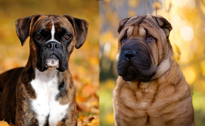 the parent breeds of Box-A-Shar