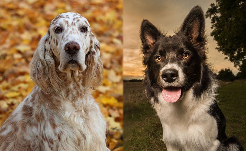 the parent breeds of English Setter and Border Collie