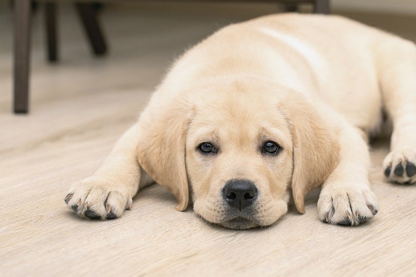 how much should a labrador weigh at 8 weeks