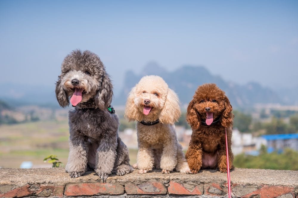 three poodles sitting side by side