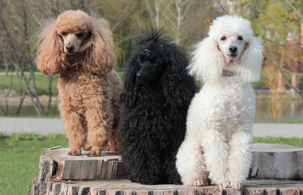three poodles white black brown