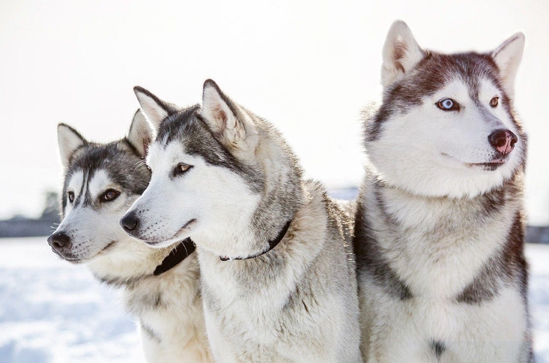 three siberian husky dogs