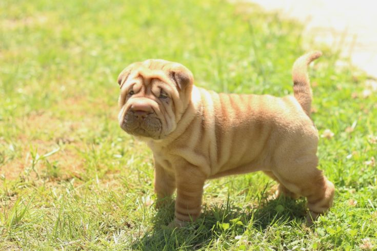 shar pei puppy