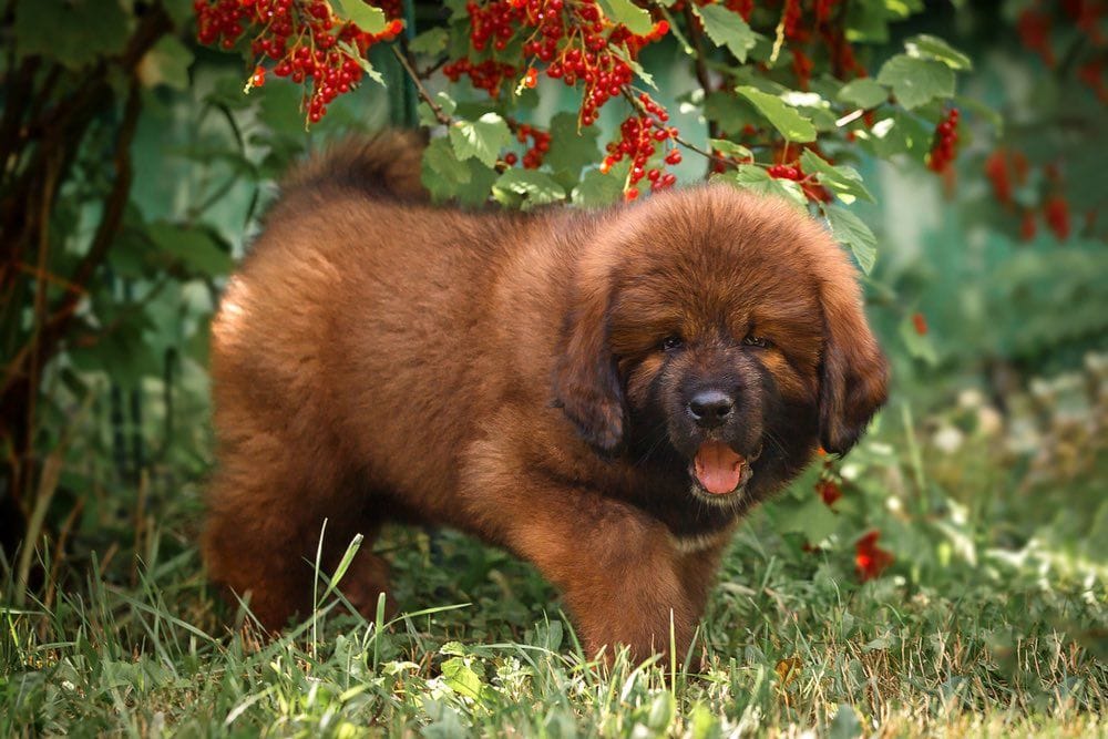 does the tibetan mastiff love children