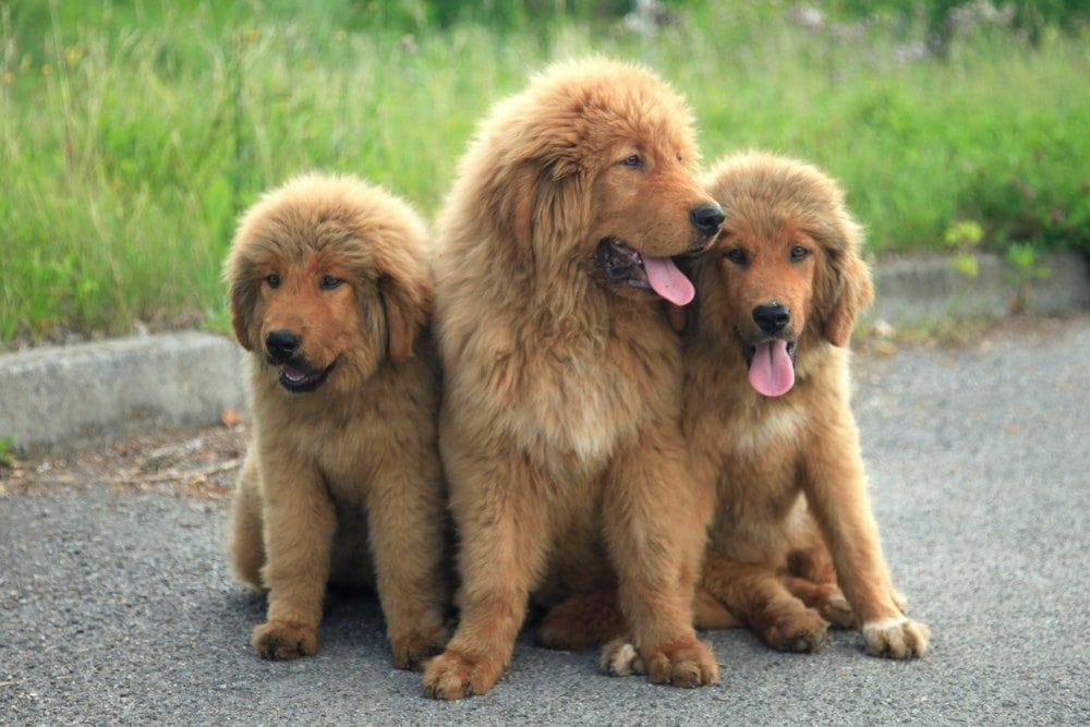 tibetan mastiff puppy