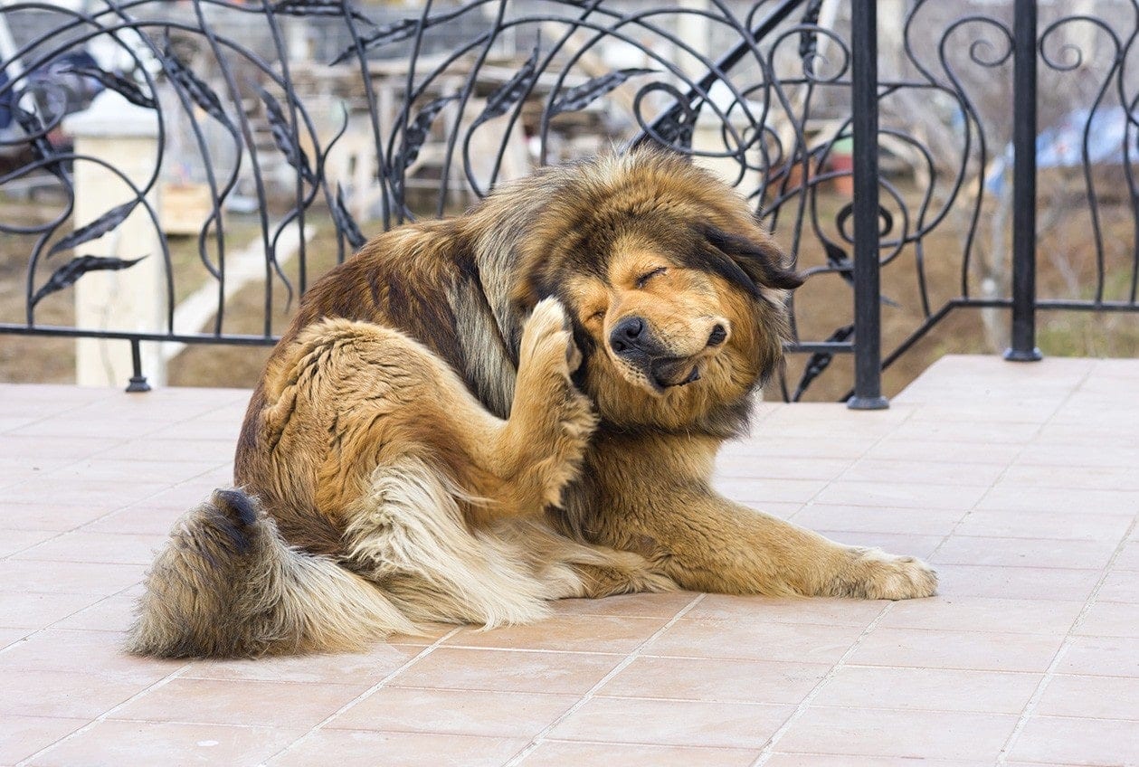 tibetan mastiff scratching