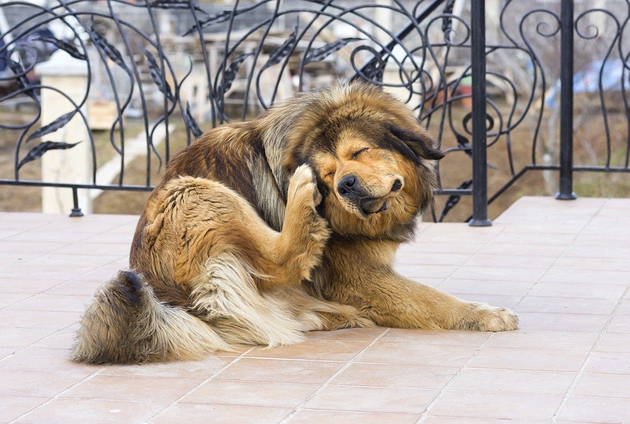 At home remedies clearance for fleas on dogs
