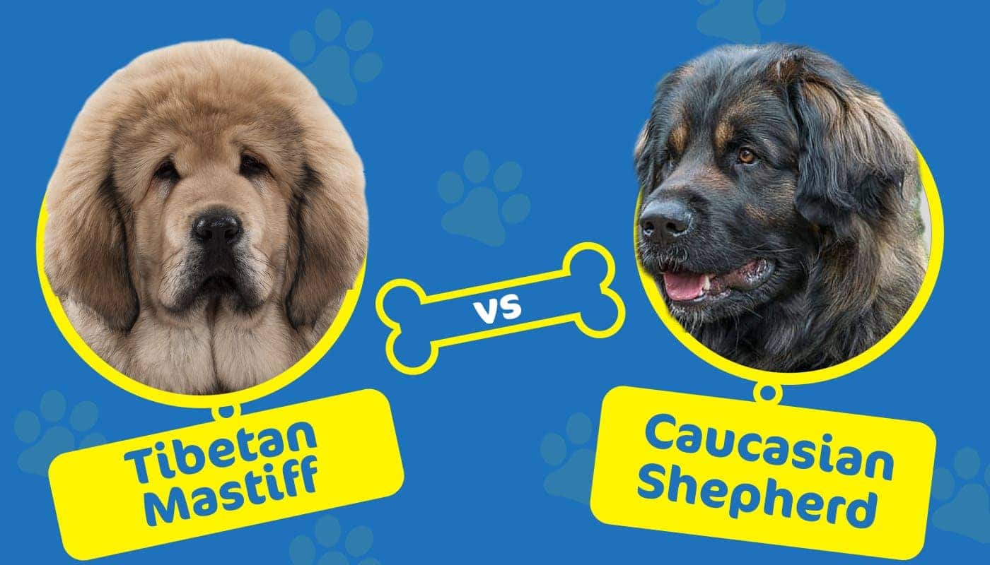 tibetan mastiff vs caucasian