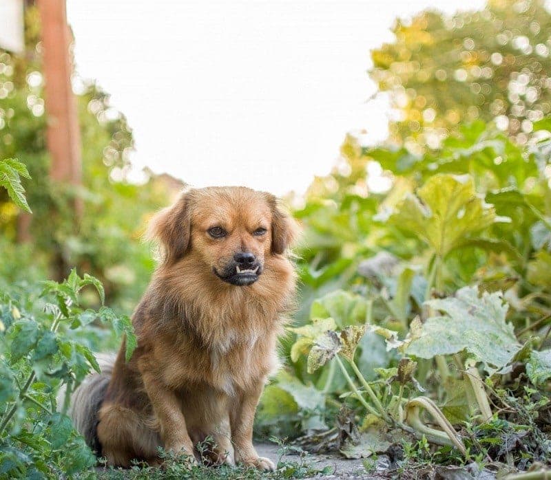 tibetan spaniel