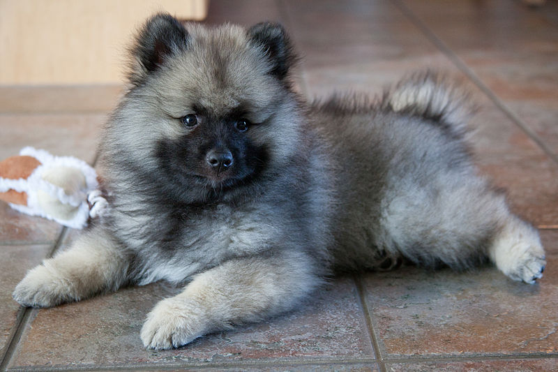 tiny keeshond puppy