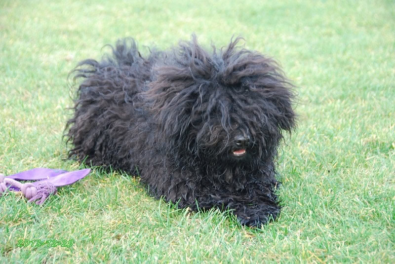 tiny puli puppy 
