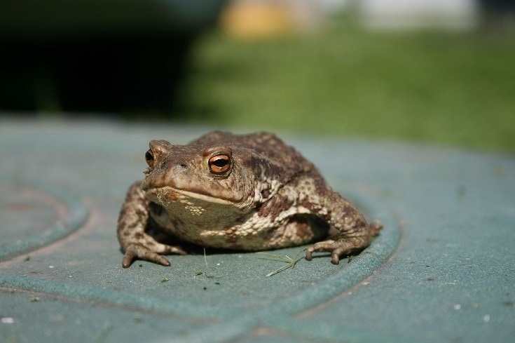 toad